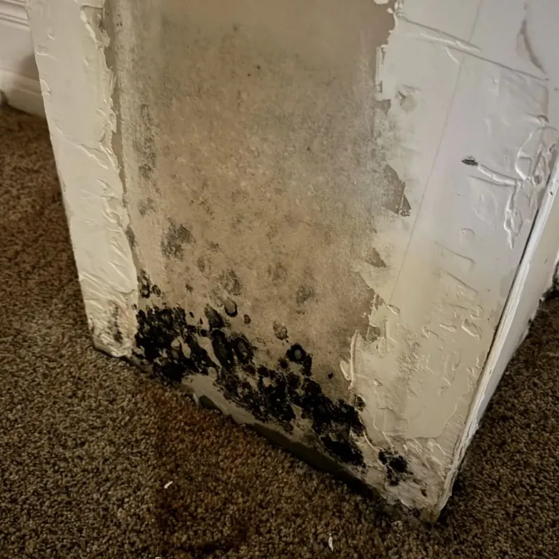 Professional Mold Removal in Walnut Grove, MS
